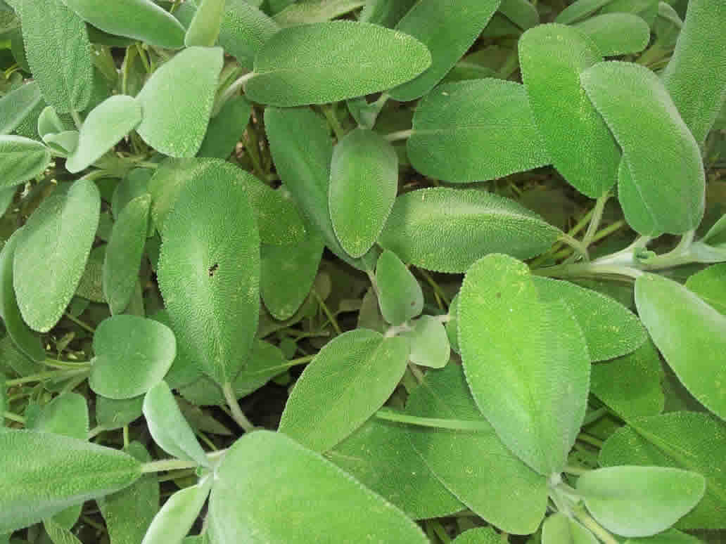 馬齒莧營養成分和健康益處