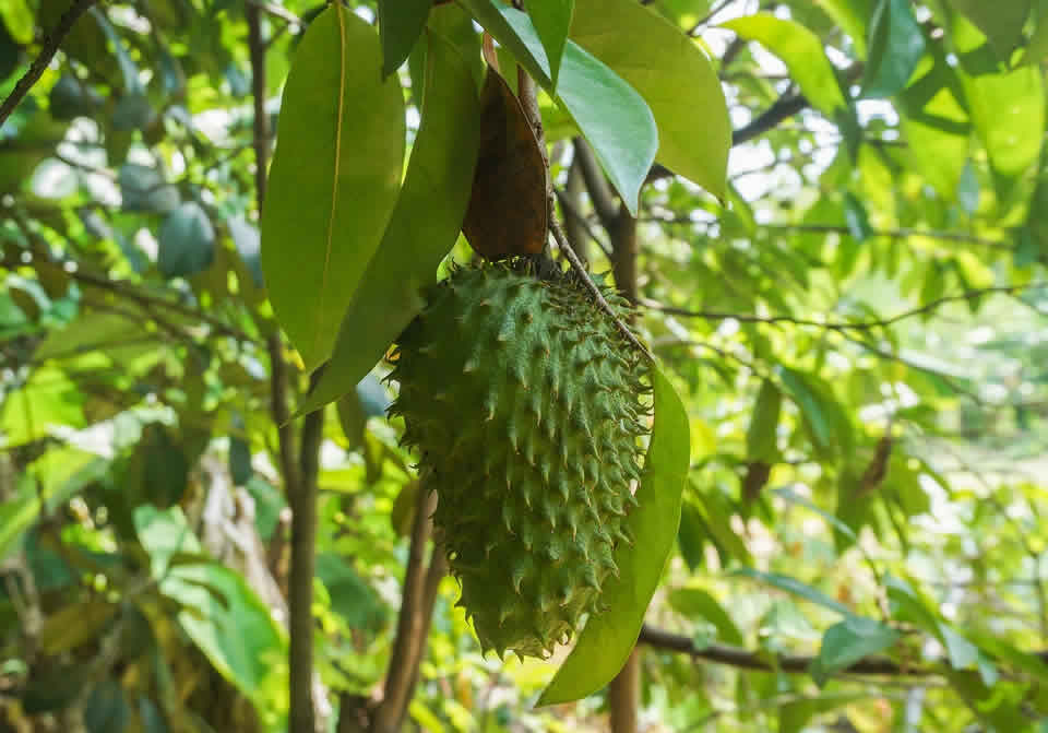 刺果番荔枝營養成分和健康益處