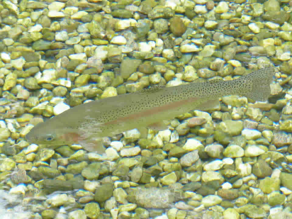 彩虹鱒魚的營養事實和健康益處