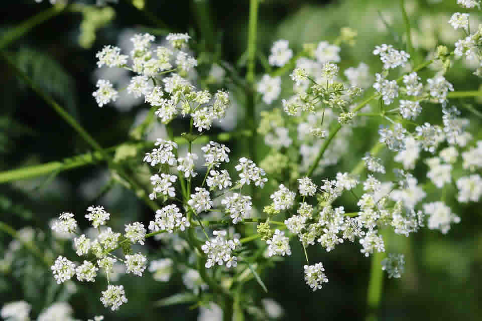 Chervil的健康益處