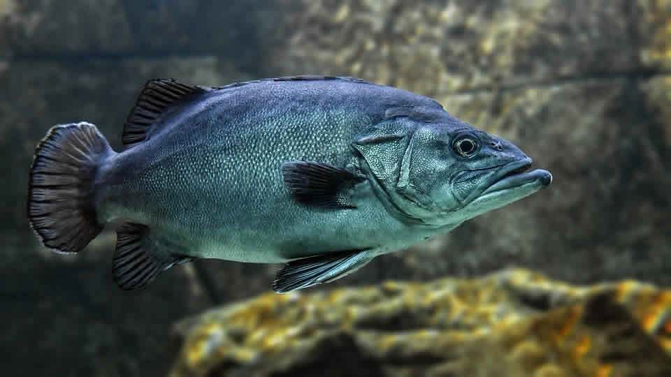 野生捕獲 vs 養殖魚